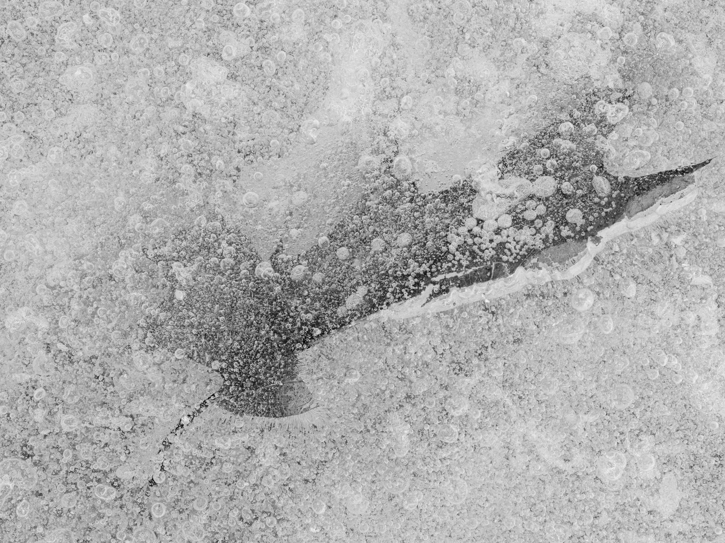 Leaf under layers of ice