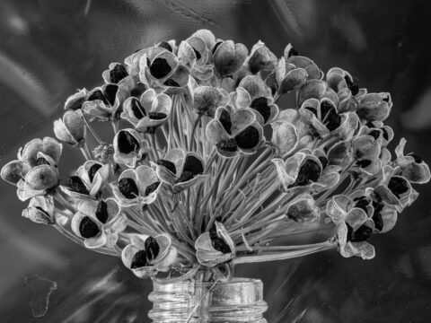22-09-Ninebark Bouquet (Physocarpus sp.) 2021