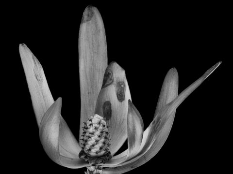 22-17 Shapeshifter (Leucadendrum protea), ME, 2022