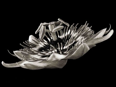 2024-01-Cosmic-Dancer-(Passaflora-sp.)–ME-2023