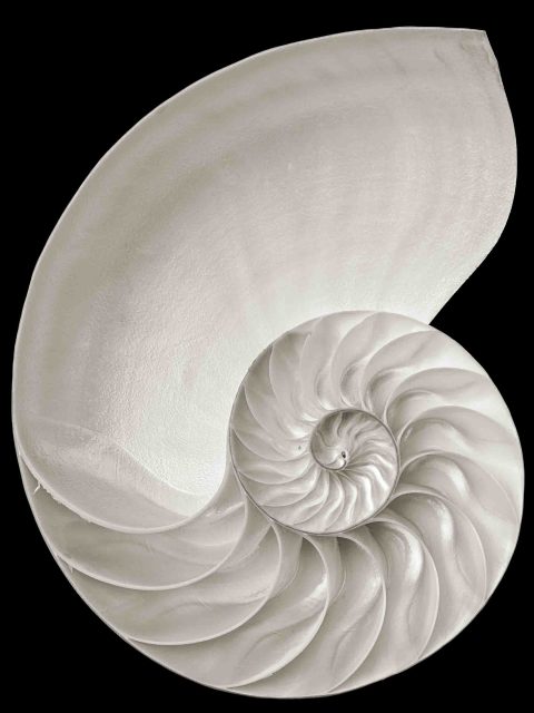 2024-07-Recursive-Sequence-(Nautilus)