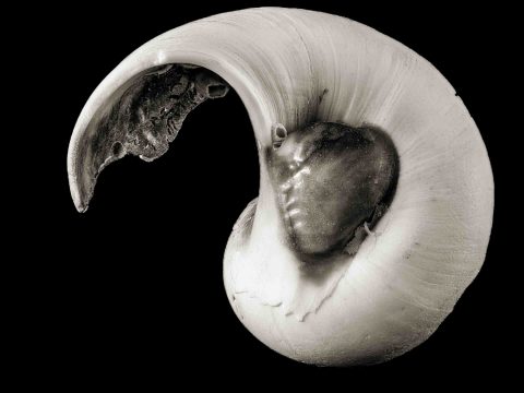 2024-08-Seline-(Anon.-Shell-I)