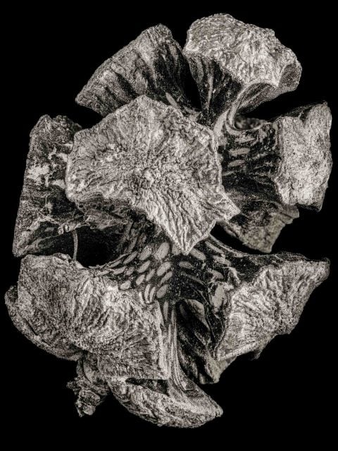 2024-09-Immortal-Messenger