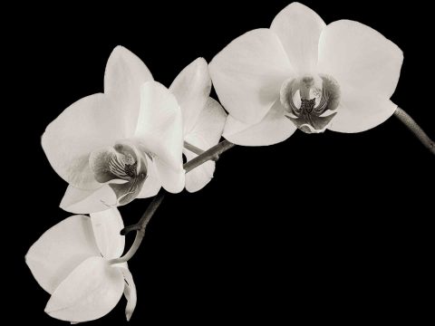 2024-12-Alabaster-Petals