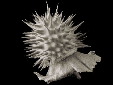 2024-14-Angel’s-Trumpet