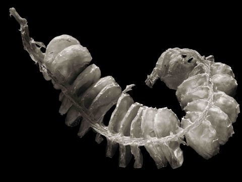 2024-15-Mermaids-Necklace