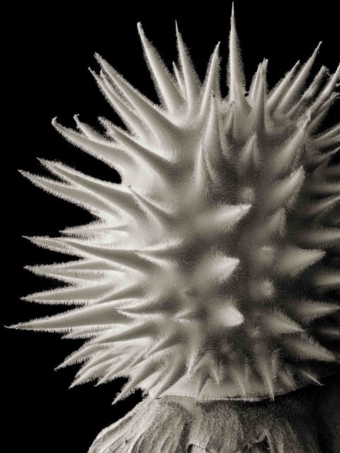 2024-19-Nature’s-Mace