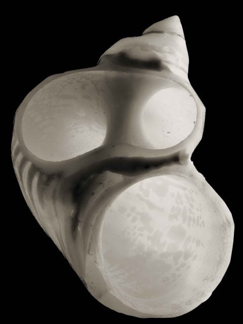 2024-21-Afterglow-(Anon-Shell-III)