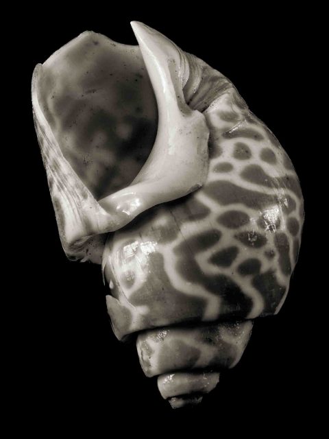 2024-23-Mimicry-(anon-Shell-IV)