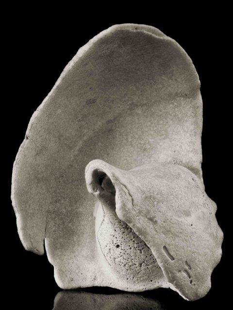 2024-24-Auricular-Megalith-(anon-Shell-V)