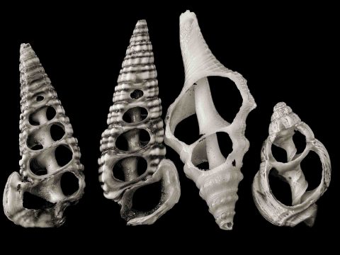 2024-25-Four-Skels-(Anon-Shell-VI)