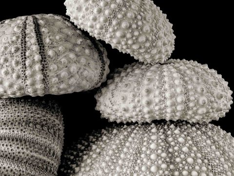 2024-26-Bejeweled-(Urchins)