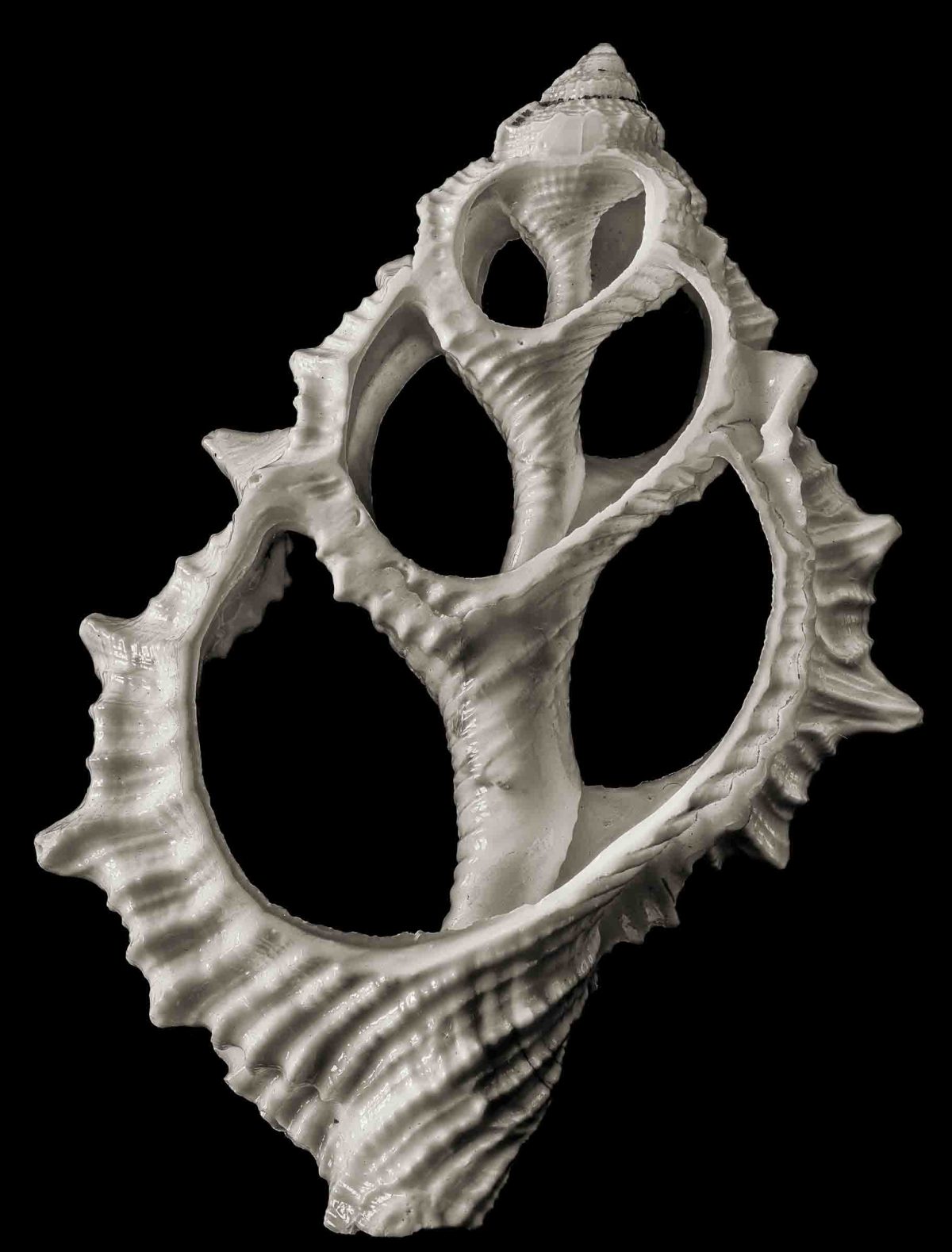 2024-27-Gyroscope-(anon-Shell-XI) - Tillman Crane Photography