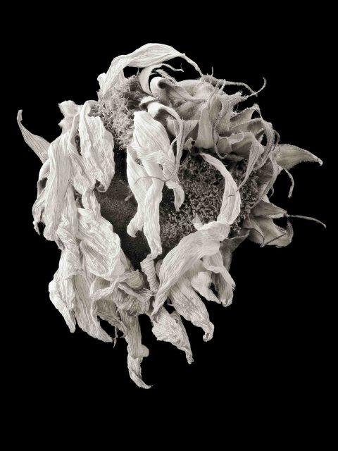 21-07-Green-Man-(Sunflower)–ME–2020