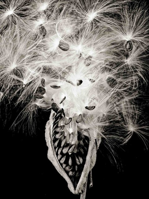21-08-Fireworks-(Milkweed-Pod-1)–ME–2020