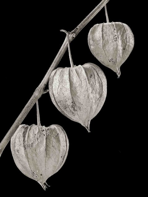 21-09-Chinese-Lanterns-(#1)–ME–2020