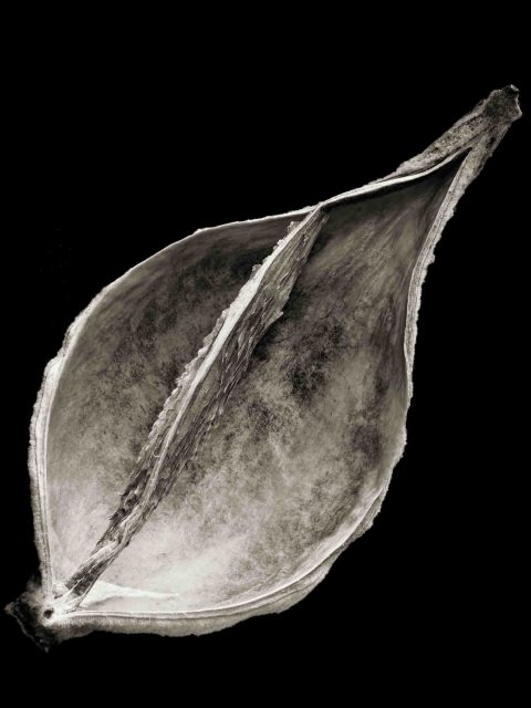 21-11-Milkweed-Seed-Pod–ME–2020