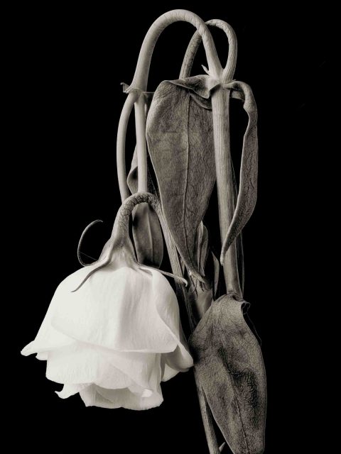 21-13-Taking-a-Bow-(Lisianthus-I)–ME–2020