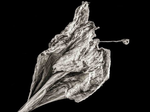 21-15-Determination-(Amaryllis)–ME–2020