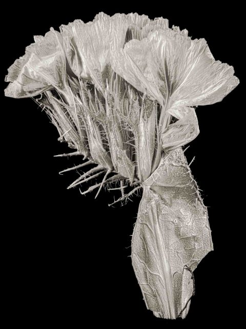 21-16-Old-Friends-(Purple-Statice)–ME–2021