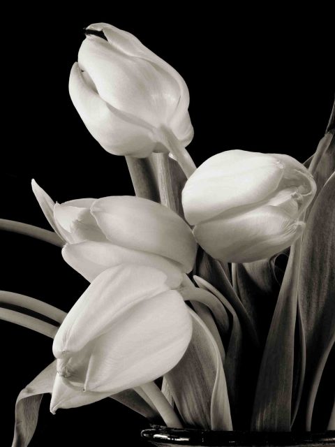 21-18-Curiosity-(tulips-2)