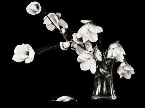 21-19-Constance-(-Magnolia-sp.)Master