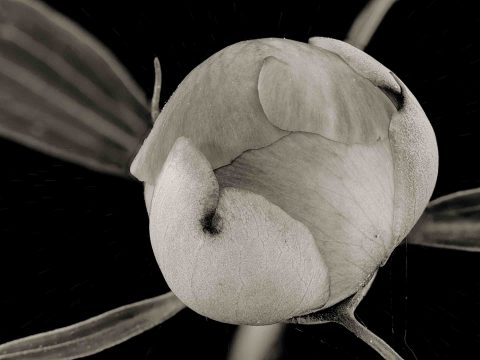 21-20-Perennial-Dream-(Paenoia-sp.)Master