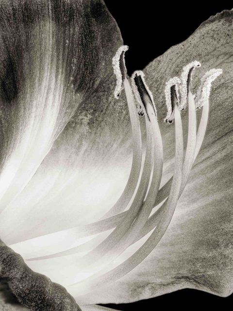 21-21-Sirens-(Hermerocallis-sp.)