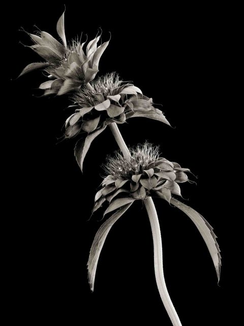 21-22-Take-Off-(Monarda-sp.)