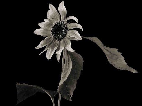 21-23-Arabesque-(Sunflower4)