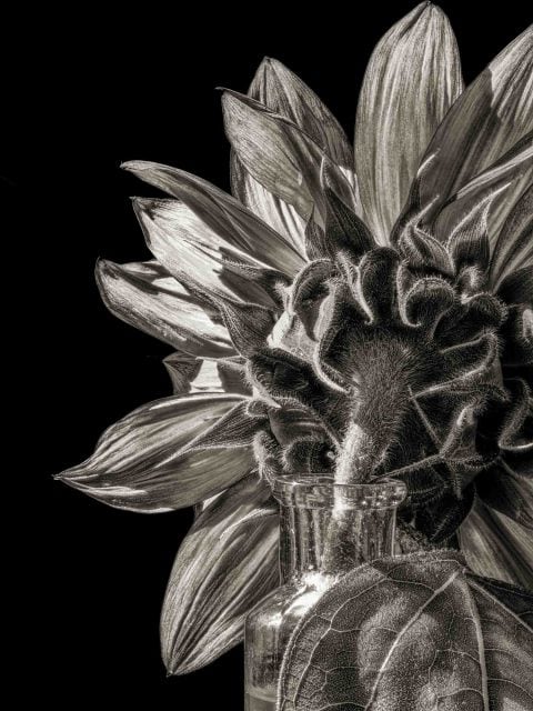 21-24-Verso-(-Sunflower-V)