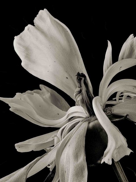 21-26-Encore-(Paeonia-sp)