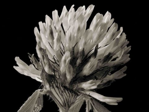 22-01-Love’s-Light-(Trifolium-sp.)-2021Master