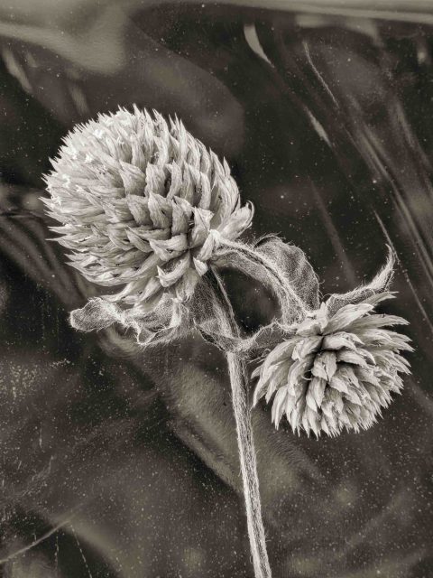 22-02-Celestial-Love-(Trifolium-sp.)-2021