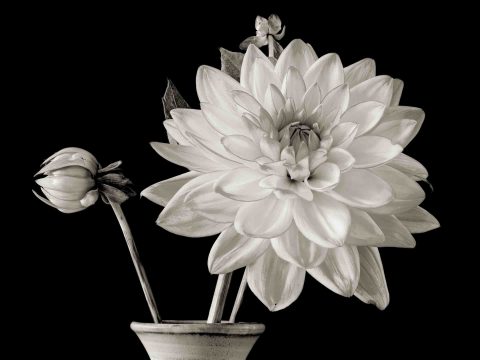 22-03-Forever-Yours-(Dahlia-II)-2021