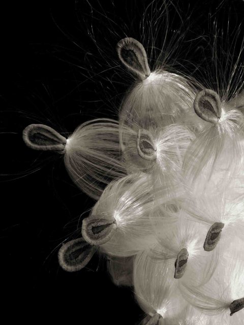 22-05-Meteor-Shower-(Asclepias-sp)-2021