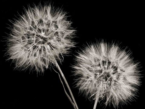 22-07-Blowing-in-the-Wind-(Tragopogon-sp.)-ND-2021