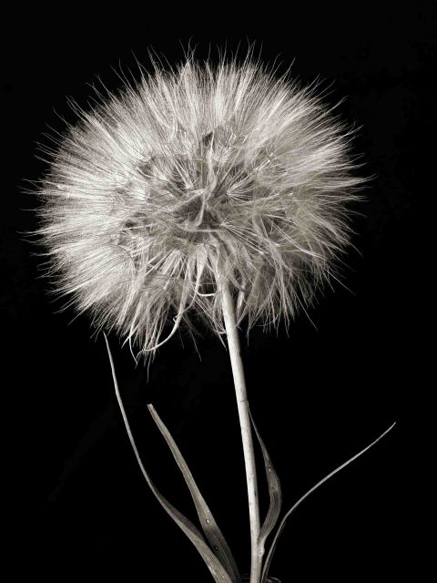 22-08-Standing-Tall-(Tragopogon-sp.)-ND-2021