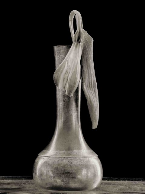 22-10-Remembrance-(Alstroemeria-sp.)-2021