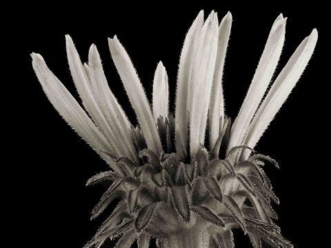 22-11-Royalty-(Echinacea-purpurea)–ME-2021