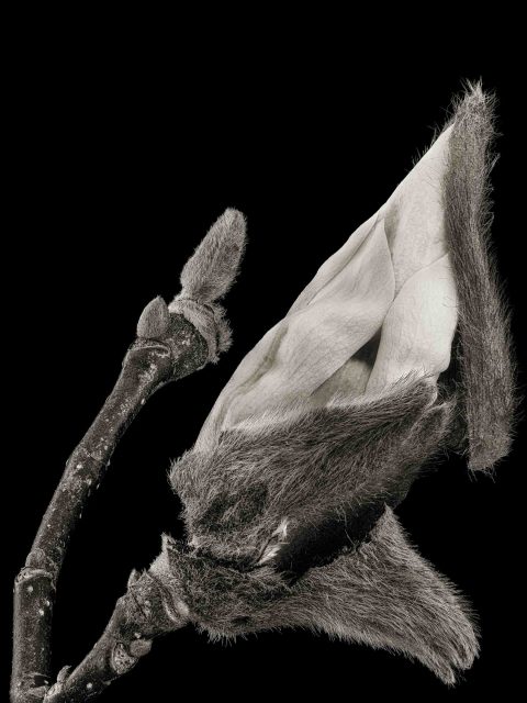 22-12-Emerging-Bud–(Magnolia-sp.)-ME–2022