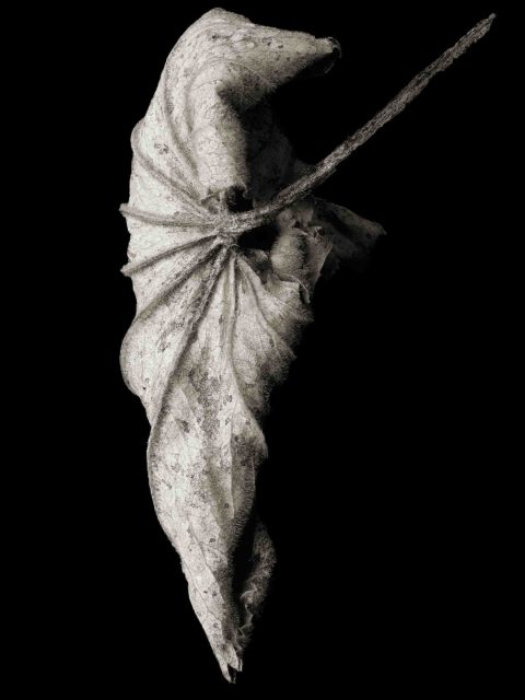 22-13–Dancer-1–(-Acer-platanoides)–ME-2022