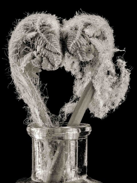 22-14–The-Kiss–(-Osmundia-sp.)–ME–2022