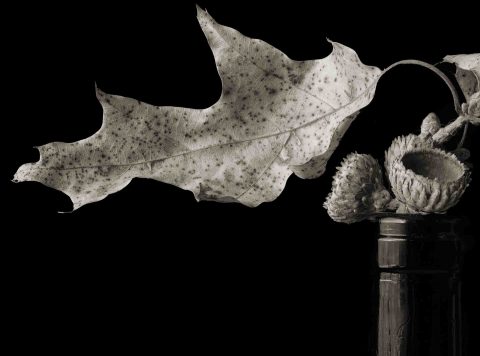 22-15-Virgina-Oak-(Quercus-virginiana)–VA-2022