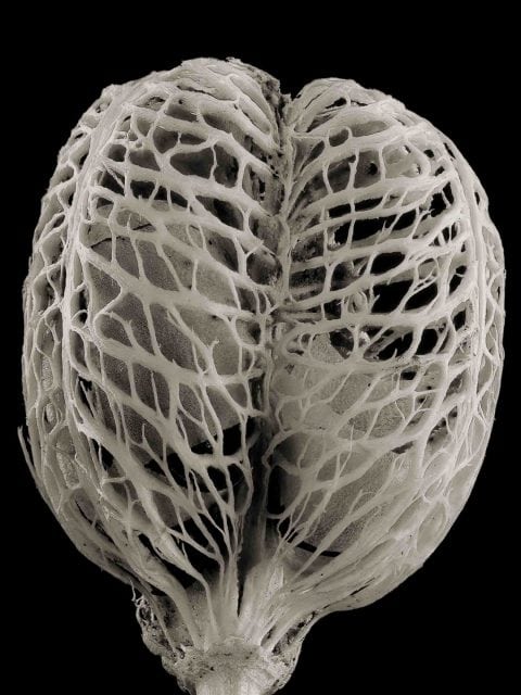 22-19-Daylily-Seed-Pod-1-(Stella-D’Oro)–ME-2021