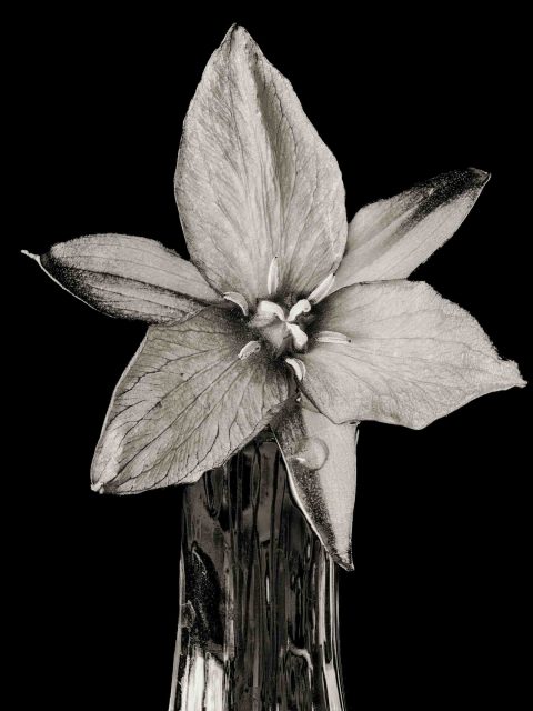 22-21-Wake-Robin-(Trillium-sp.)–ME-2022