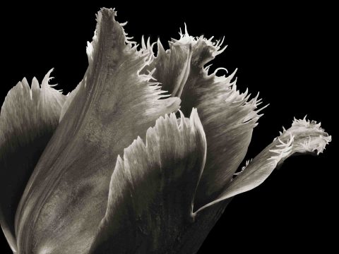 22-22-Firey-Love-(Tulipa-sp.)–ME-2022