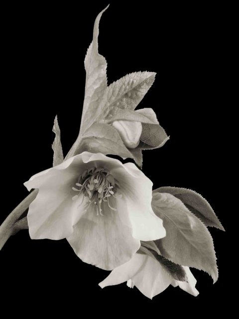 22-23-Dangerous-Beauty-(Hellebore-sp.)–ME-2022