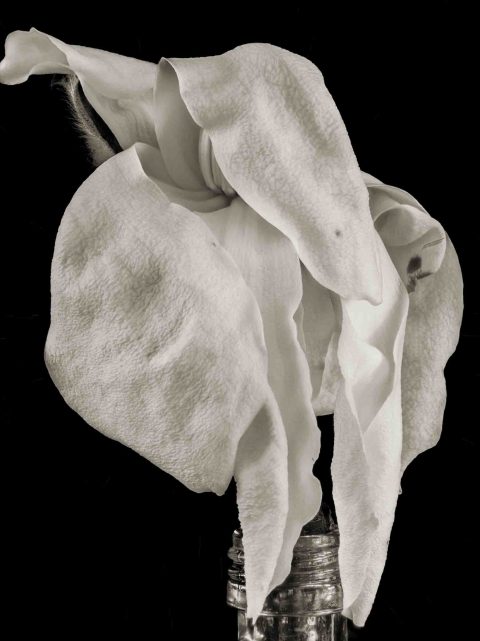 22-24-Last-Bloom-(-Magnolia-sp.)-ME-2022