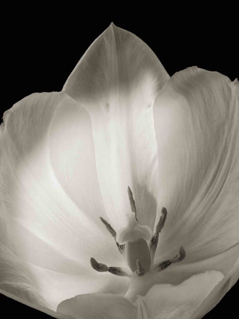 22-25-Nod-to-O’Keefe-(Tulipa-sp.)-ME.-2022